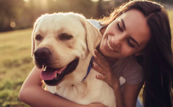 canine estrous cycle canine estrous cycle
