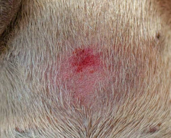 acute moist dermatitis in dogs