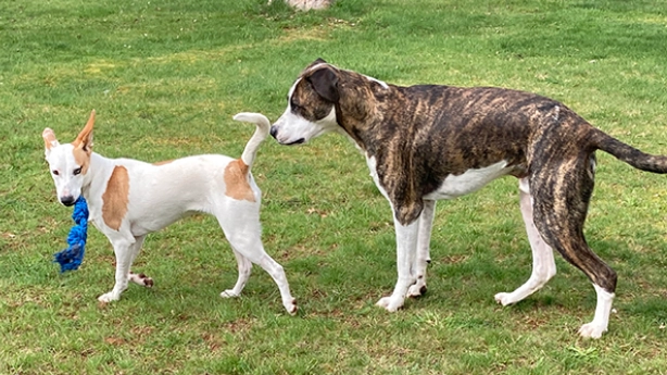 how long is a dog in heat