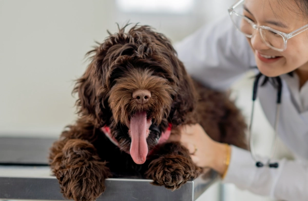 how to give activated charcoal to dogs