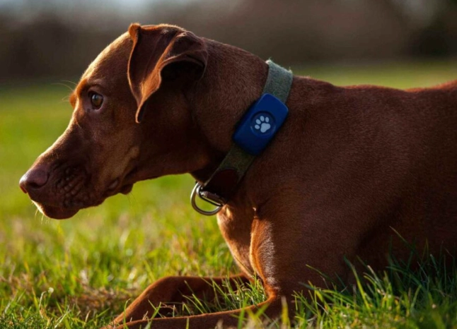 dog in heat dog in heat