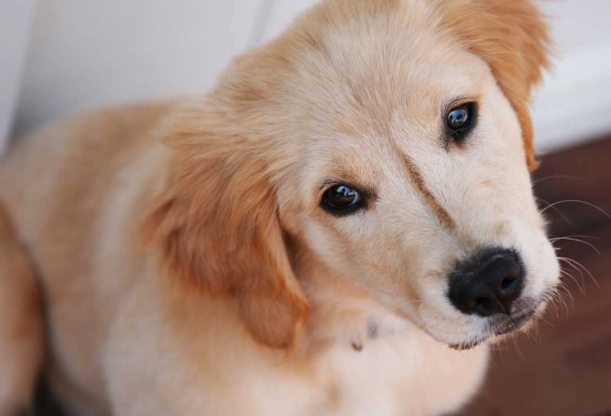 hot dog cooking time hot dog cooking time