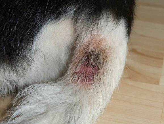 hot spot on dog treatment