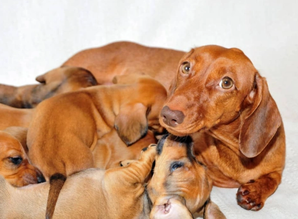 how long does a dog stay in heat how long does a dog stay in heat