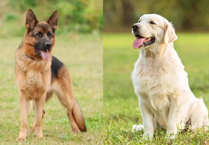 german shepherd labrador mix