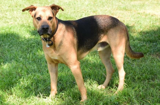 german shepherd lab mix