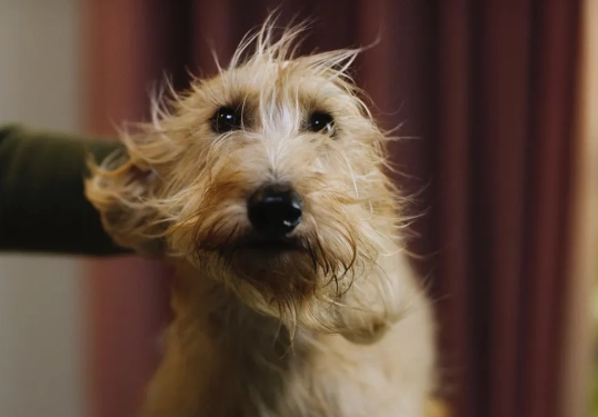 how long does a dog stay in heat