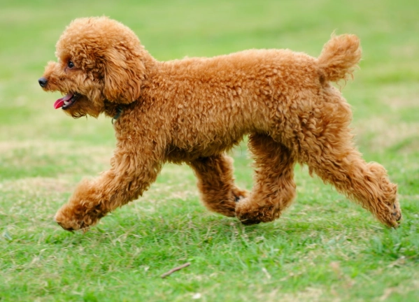 toy poodle