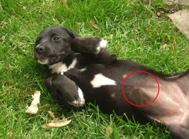 dog belly button