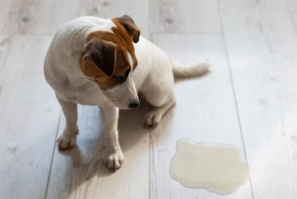 uti in dogs symptoms