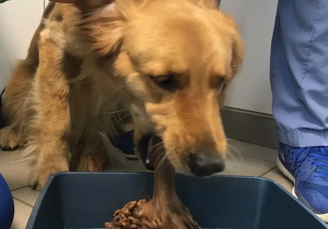 dog vomiting causes dog vomiting causes