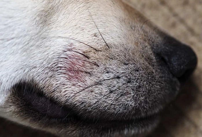 treat mange in dogs treat mange in dogs