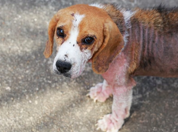 dog mange symptoms dog mange symptoms