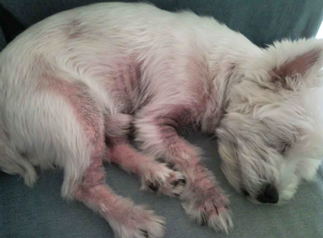 how to treat yeast infection in dogs