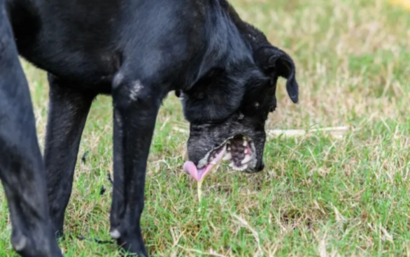 treat dog vomiting at home treat dog vomiting at home