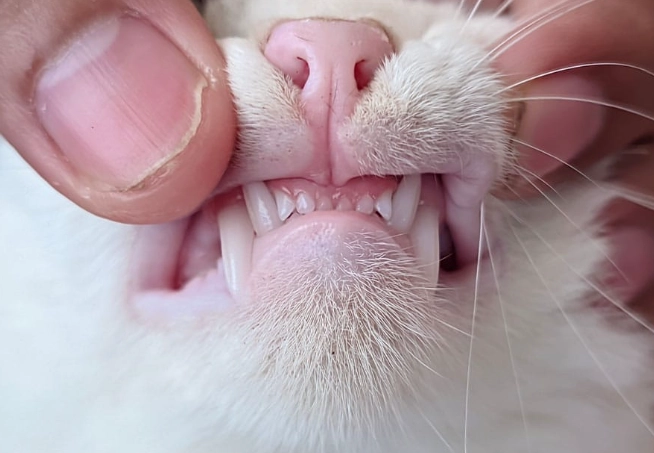 cat mouth ulcers