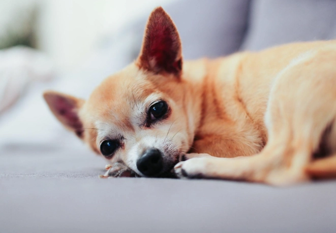 dog liver disease symptoms dog liver disease symptoms