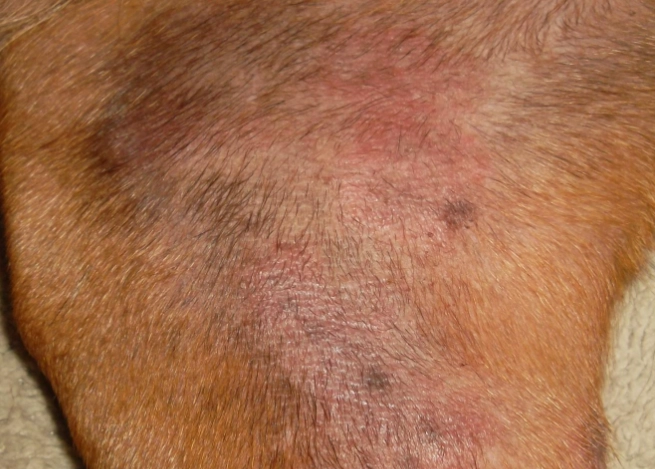 yeast infection in dogs ears