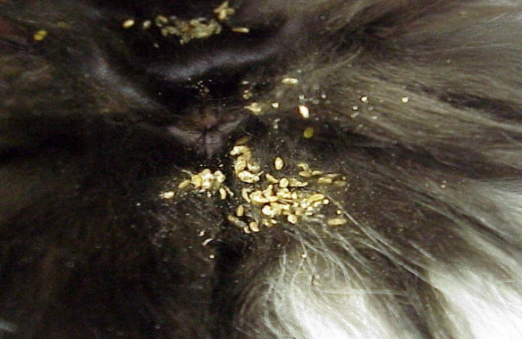 intestinal parasites in cats