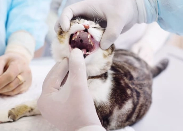 feline stomatitis