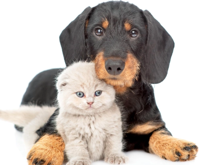 dog liver failure treatment dog liver failure treatment