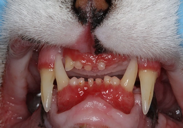 feline stomatitis