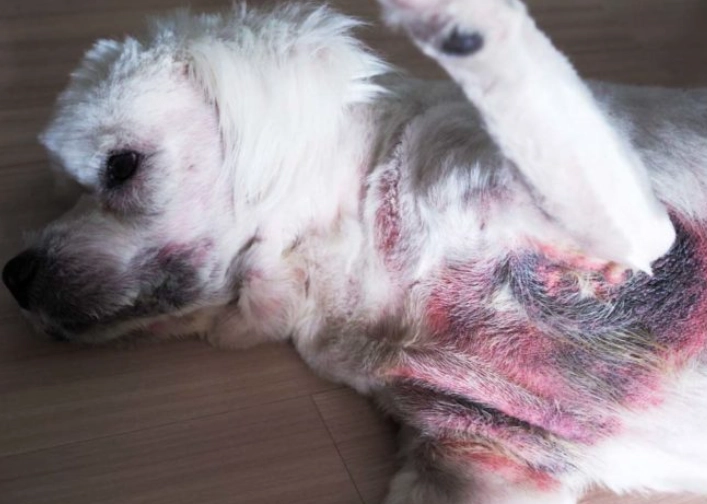 dog yeast infection treatment