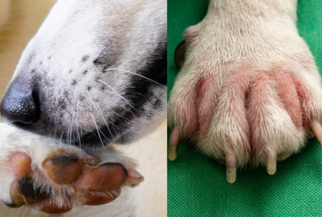 how to treat yeast infection in dogs