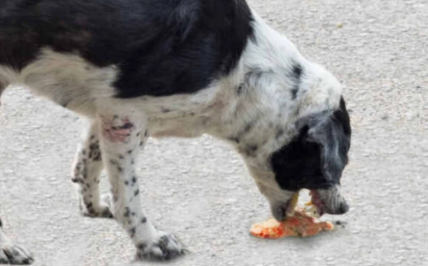 dog vomiting emergency dog vomiting emergency