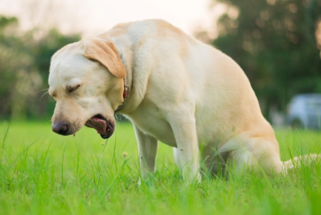 dog vomiting emergency dog vomiting emergency