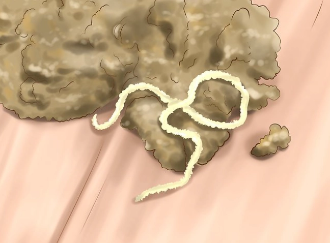 intestinal parasites in cats