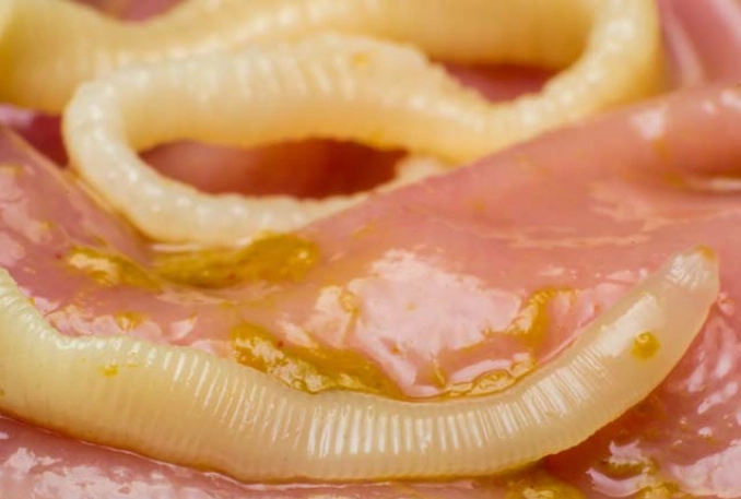 intestinal parasites in cats