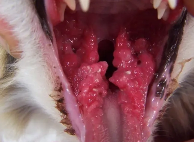 cat mouth ulcers