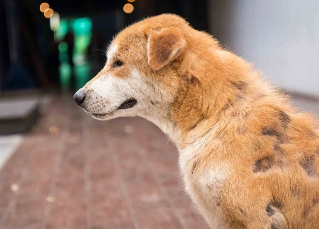 demodectic mange demodectic mange