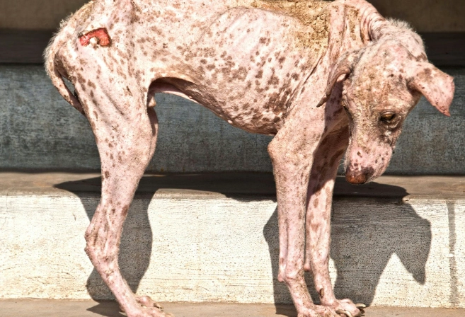 dog mange symptoms dog mange symptoms