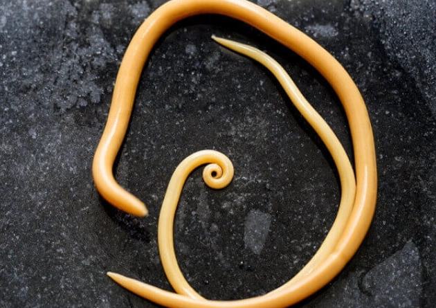 intestinal parasites in cats