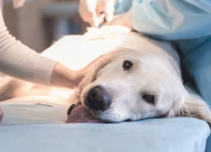 dog liver failure treatment dog liver failure treatment