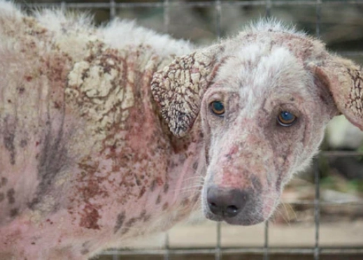 treat mange in dogs treat mange in dogs