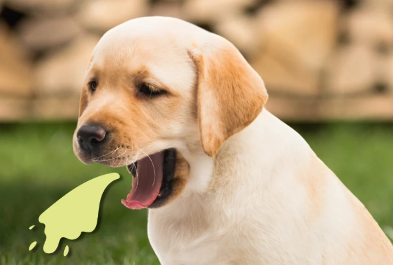 dog vomiting causes dog vomiting causes
