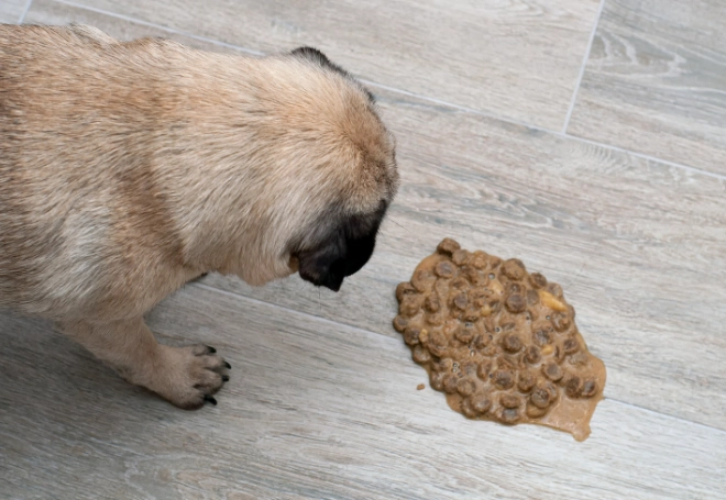 treat dog vomiting at home treat dog vomiting at home