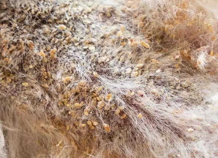 dog yeast infection treatment