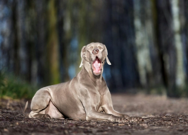 dog liver disease symptoms dog liver disease symptoms