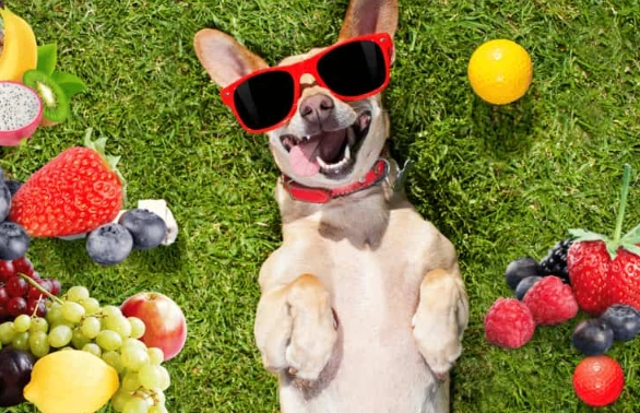 What Fruits Can Dogs Eat? A Vet-Approved Guide to Safe Snacks
