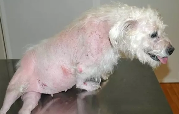 cushing's disease dog