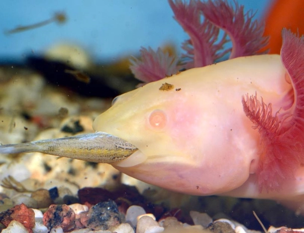 What Do Axolotls Eat? A Complete Feeding Guide