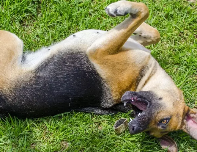 Dog Seizures: A Complete Guide to Symptoms, Causes & What to Do