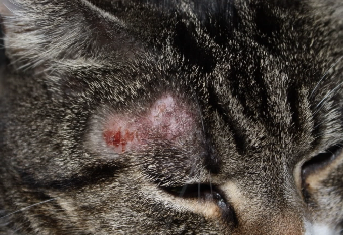 Ringworm in Cats: Symptoms, Treatment, and How to Stop the Spread