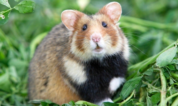 How Long Do Hamsters Live? Lifespan Facts and Care Tips
