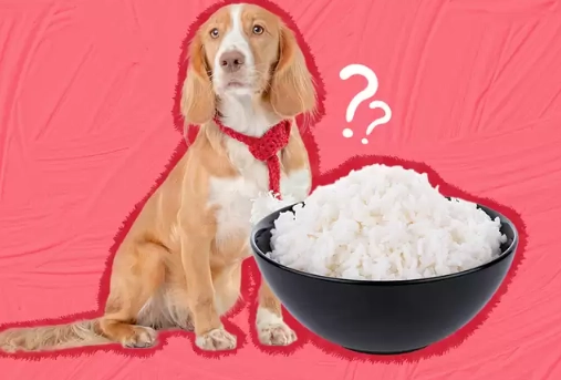feeding rice to dogs