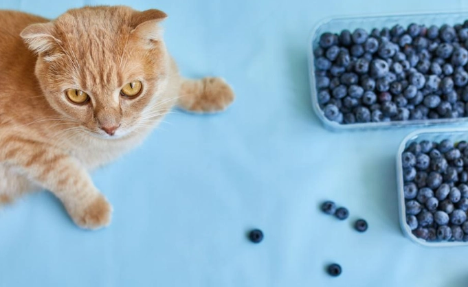 are blueberries safe for cats